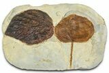 Wide Plate with Two Fossil Leaves (Two Species) - Montana #377916-2